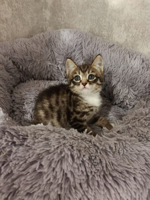Очаровательные котята!