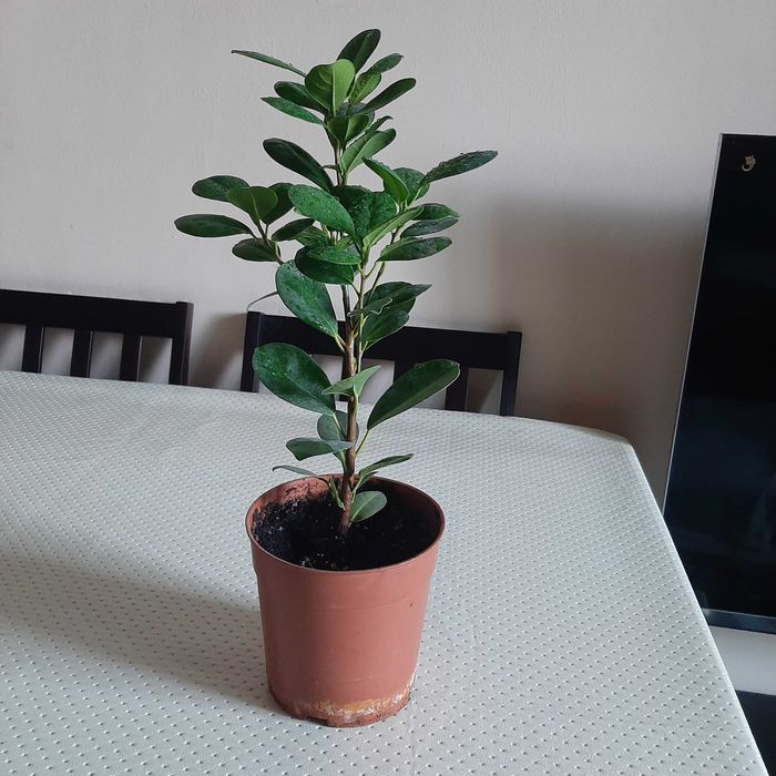 Комнатные цветы  для интерьера