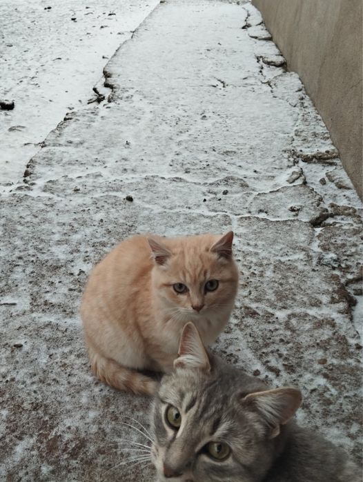 Отдам в добрые руки