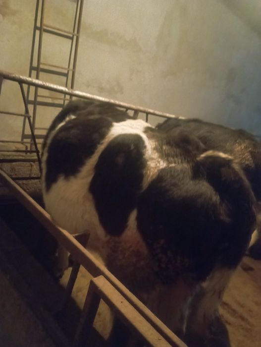 Продается корова