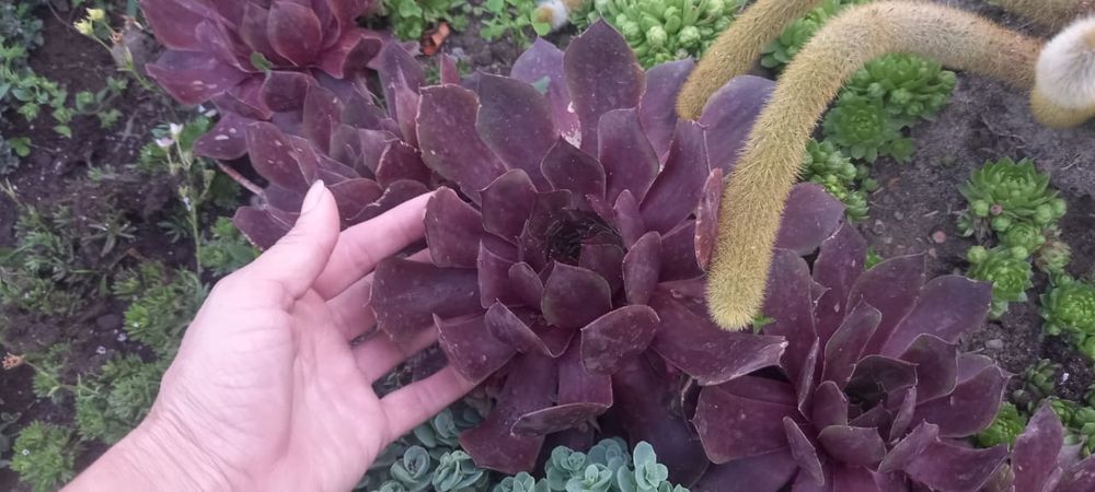 Каменная роза (Эчеверия)