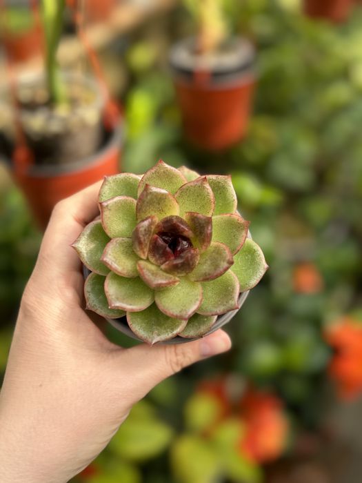 Эхеверия суккулент