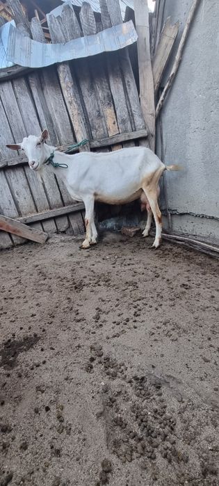 Iadă din capra  saanen