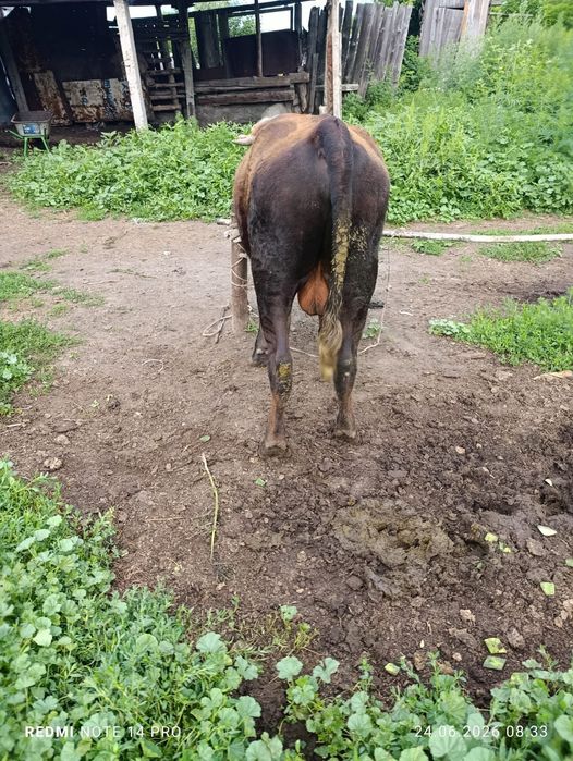 Продам быка 650000