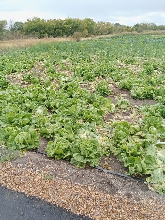 Картошка картофель домашний