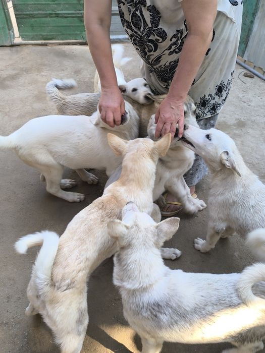 Продам щенков охотничьих