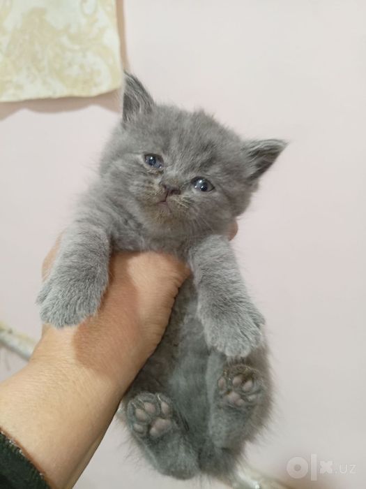 Зотдор мушуклар она болалар