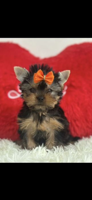 Йоркширские терьеры мальчики