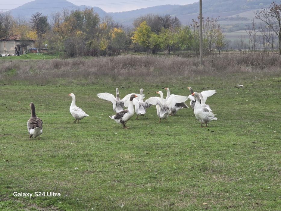 Продавам патки и патоци