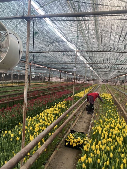 Самые крупные тюльпаны в Казахстане  бутон 10 см