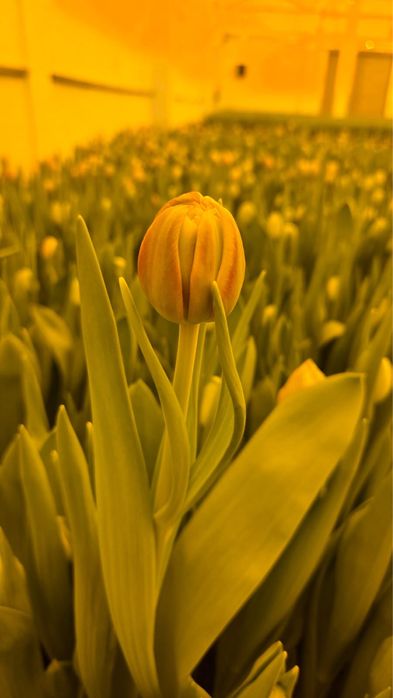 Тюльпаны оптом Астана