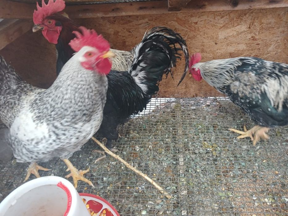 Продаются хорошие петухи