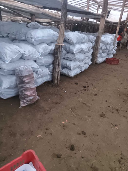 Morcovi ceapă galbenă și rosie țelină