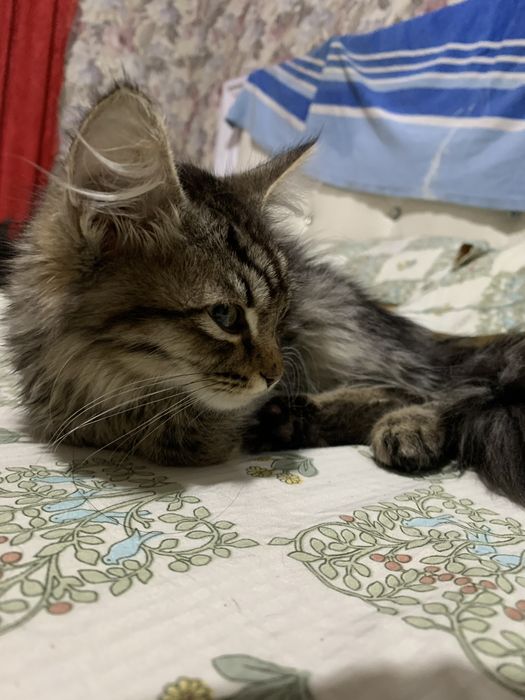 Мейн кун котик самец