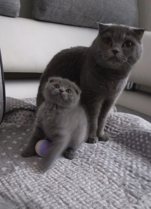 Шотландские Скоттиш Фолды