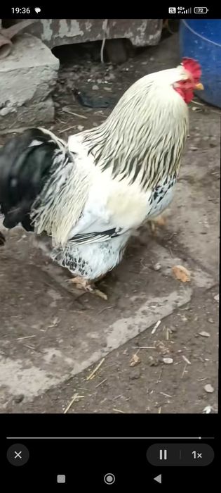 Cocoș de țară, păsări de curte