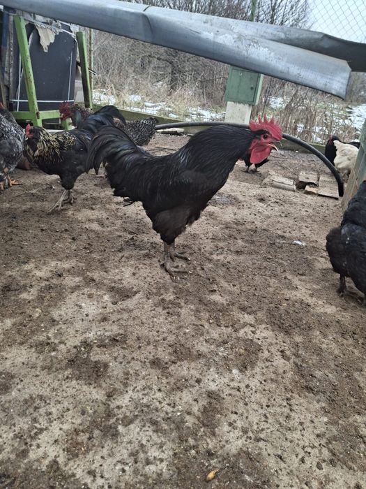 Cocoși de rasa de vanzare