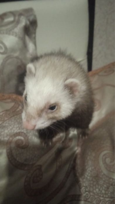 Хорек девочка на случку срочно