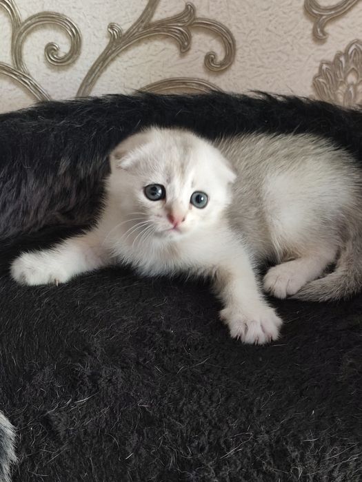 В продаже имеется серебристая шиншилла скоттиш фолд.