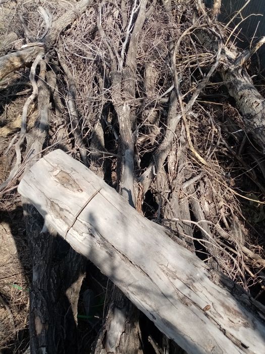 Дрова бесплатно. Караганда