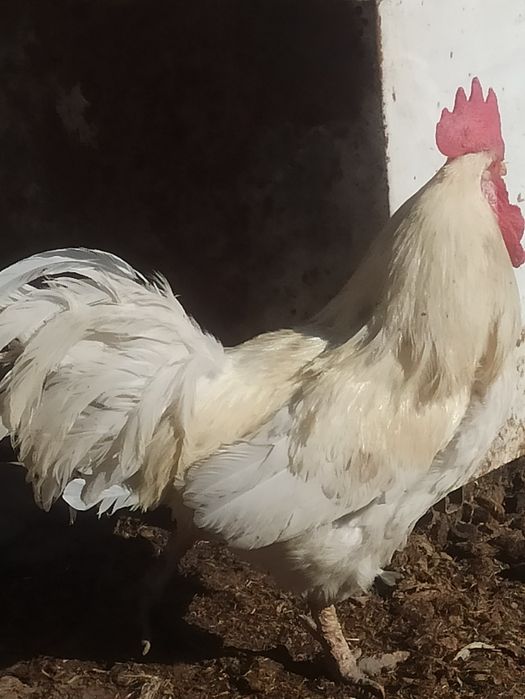 Продам петуха брама