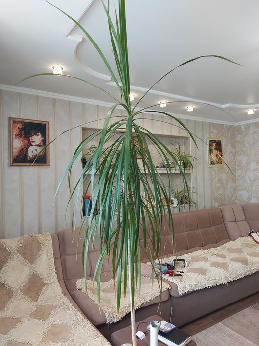 Продам Драцену стебель 180 см.