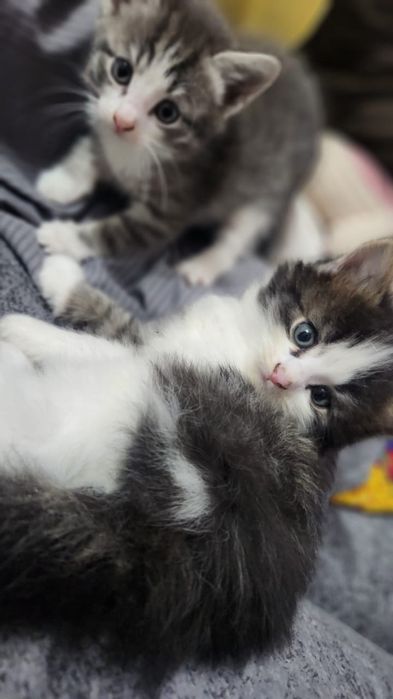 Котята отдам бесплатно в добрые руки