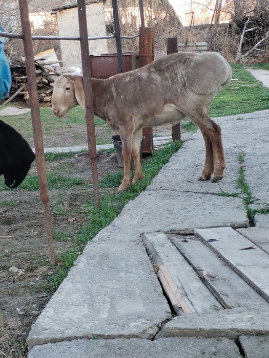 Токты кошкар.                           .