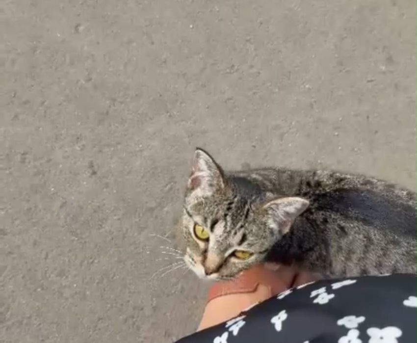 Ласковая кошка в добрые руки