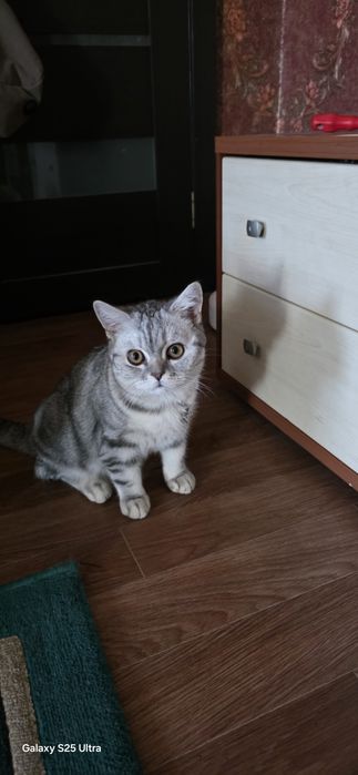 Котёнок британский 9 месяцев