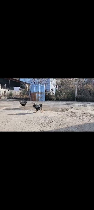 Петух обмен куры