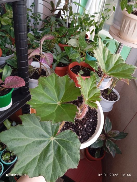 Продам растения комнатные