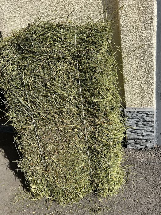 Люцерна продам продам