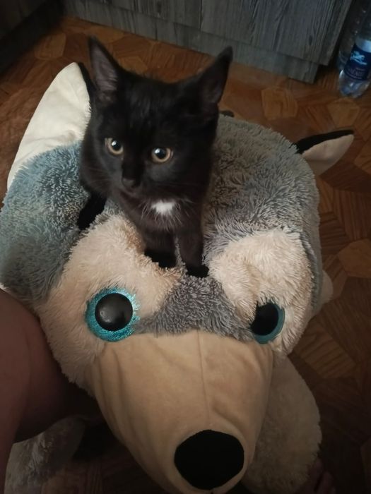 Котята в добрые ручки