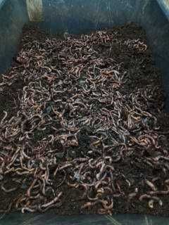 Râme groase pentru pescuit la somn