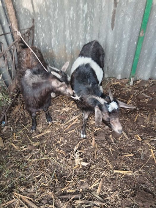 Vând /schimb cu oaie