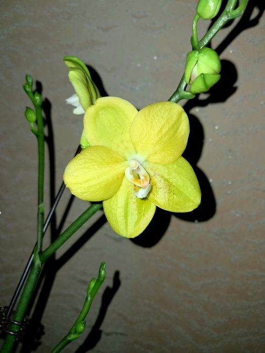 Орхидея Фаленопсис НЕ в цвету сейчас