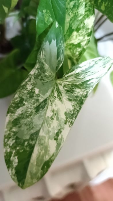 Сингониумы и другие цветы