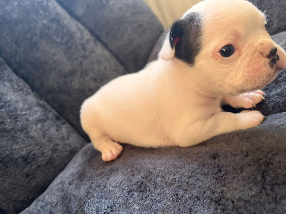 Pui buldog francez  1200 lei