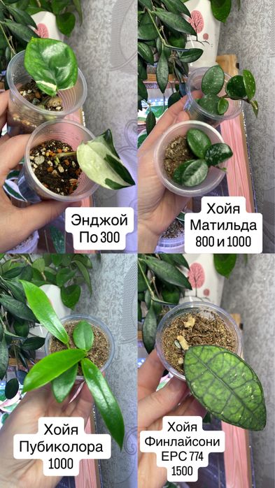 Комнатные цветы пррдам