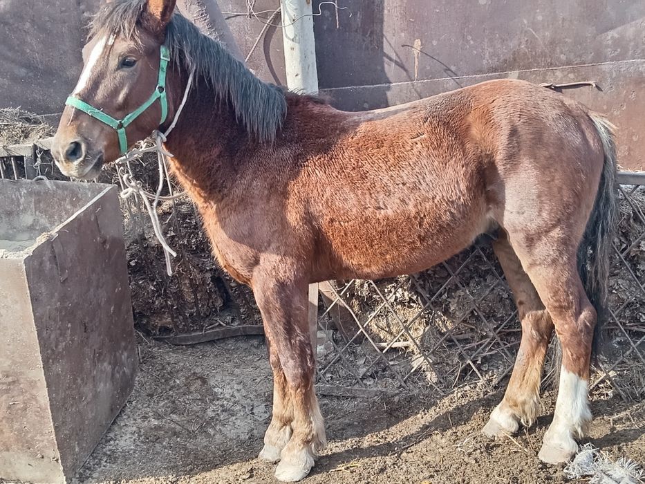 Продам жеребца 1 миллион 200 тысяч