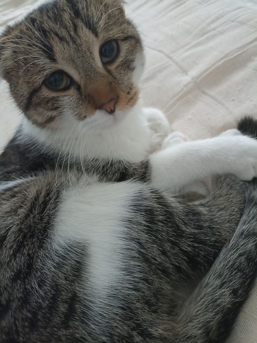 Мальчик Котёнок ищет дом
