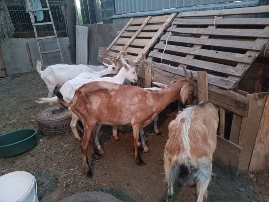 Продам заненскую козу