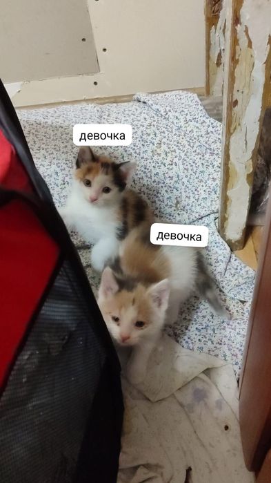 отдам котят в добрые руки