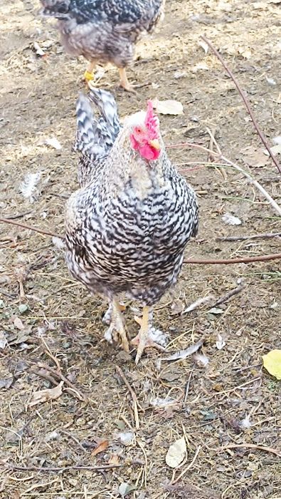 Петух на племя молодой