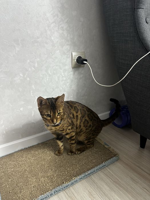 Продам Бенгальскии кошку