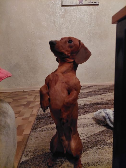 Мальчик для вязки