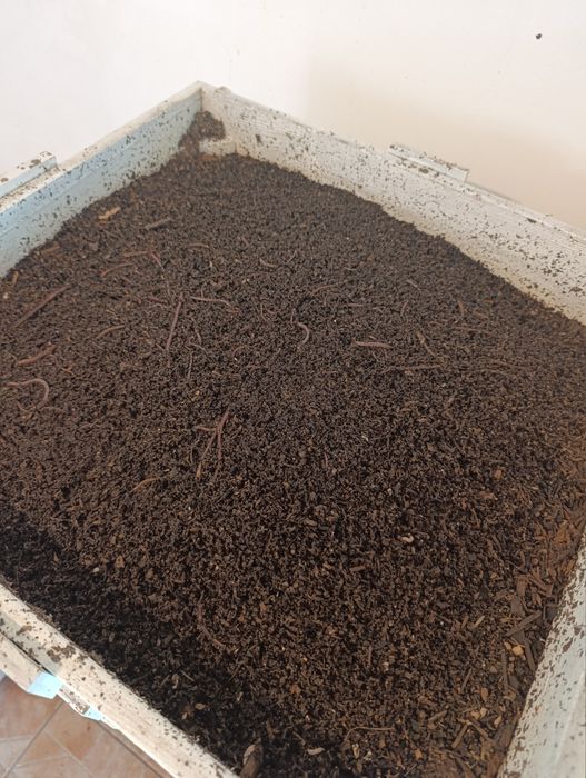 Biohumus / Vermicompost Pur - Ingrasamant Natural Humus de Râme