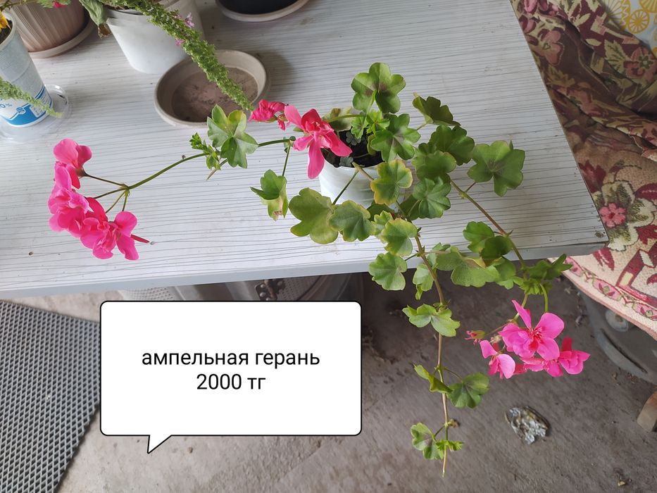 Продам комнатные  цветы