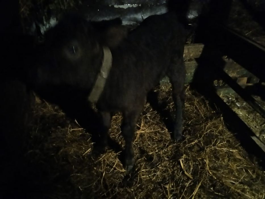 Телочка 70000 то возможен торг